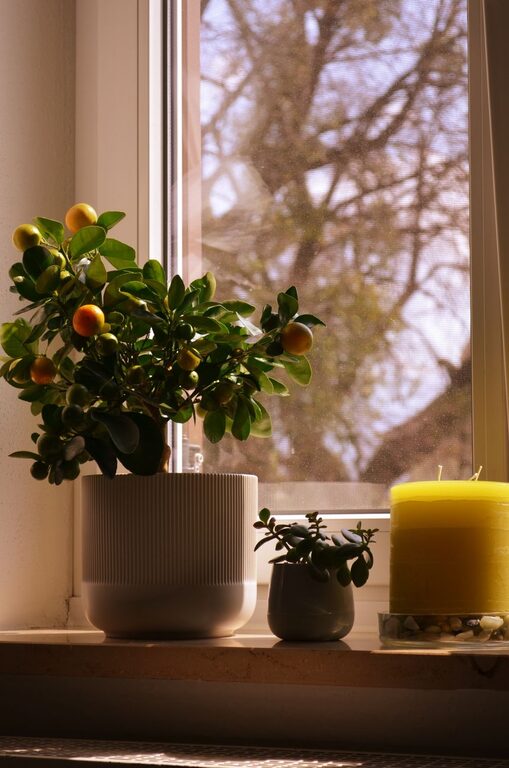 How to Refresh Your Home with Plants for a Lively Space